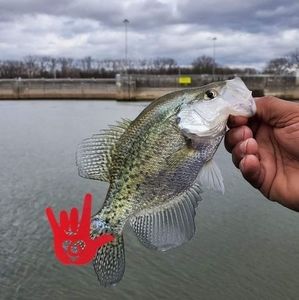 Meet your Posher, Deandre